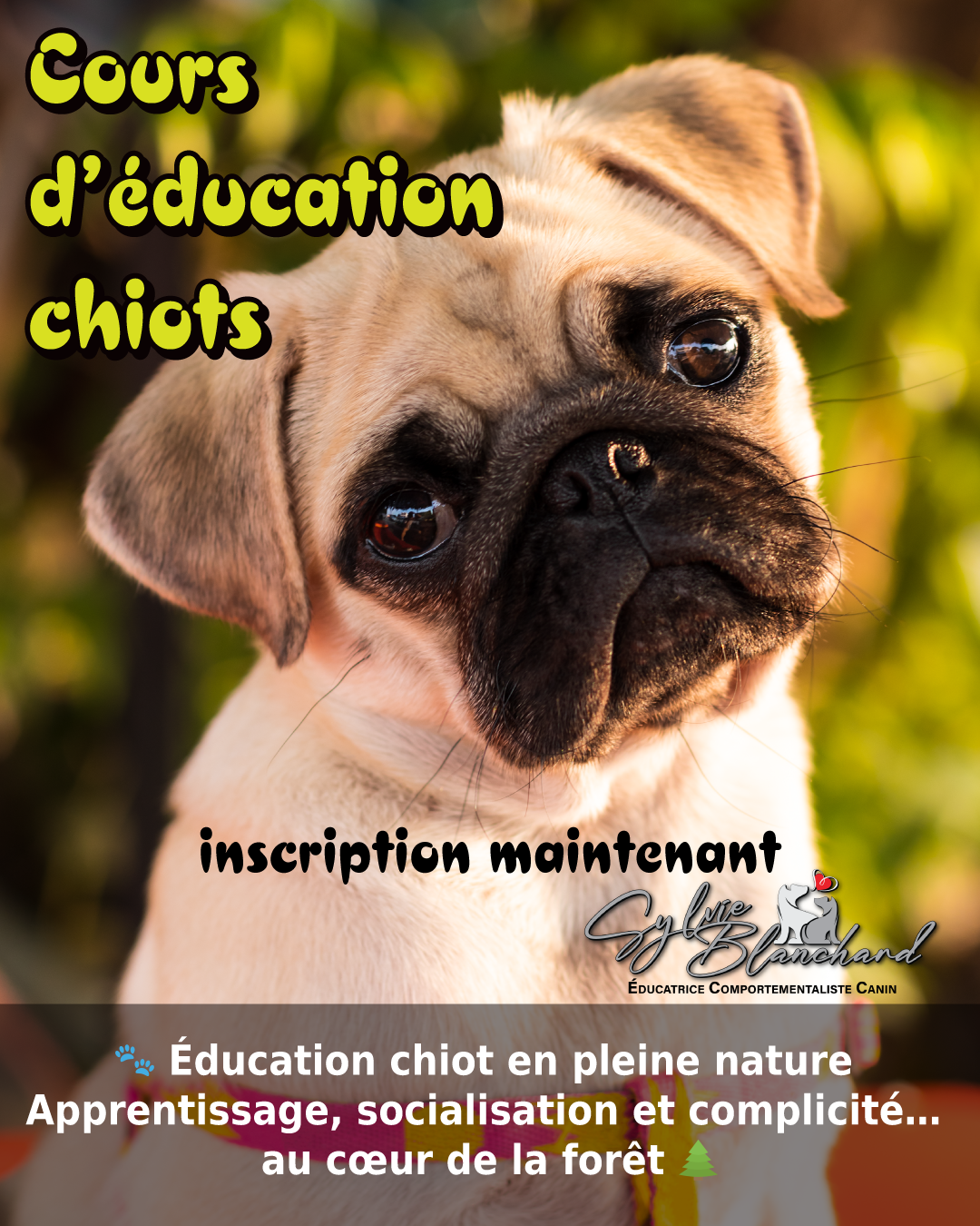 cours-chiots