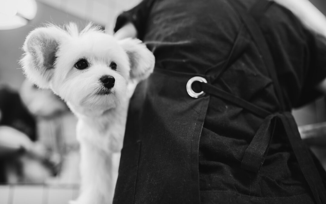 L’arme invisible dans votre salon – Éducation canine et prévention