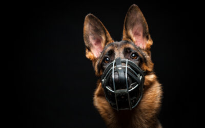 Bien-être animal : légiférer en surface ou agir à la source?