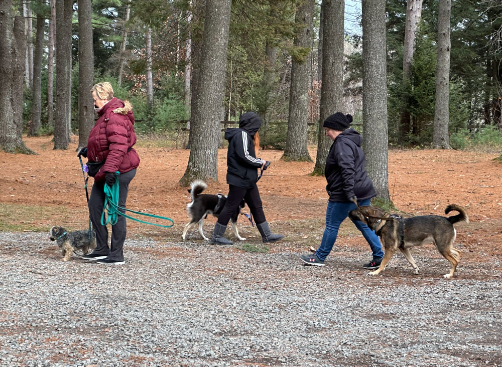 cours d’éducation canine en groupe encadrés à Lanaudière
