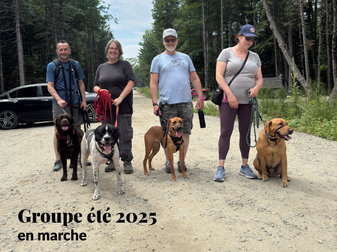 Marche encadrée avec chiens à la Forêt Ô Cascades, Rawdon