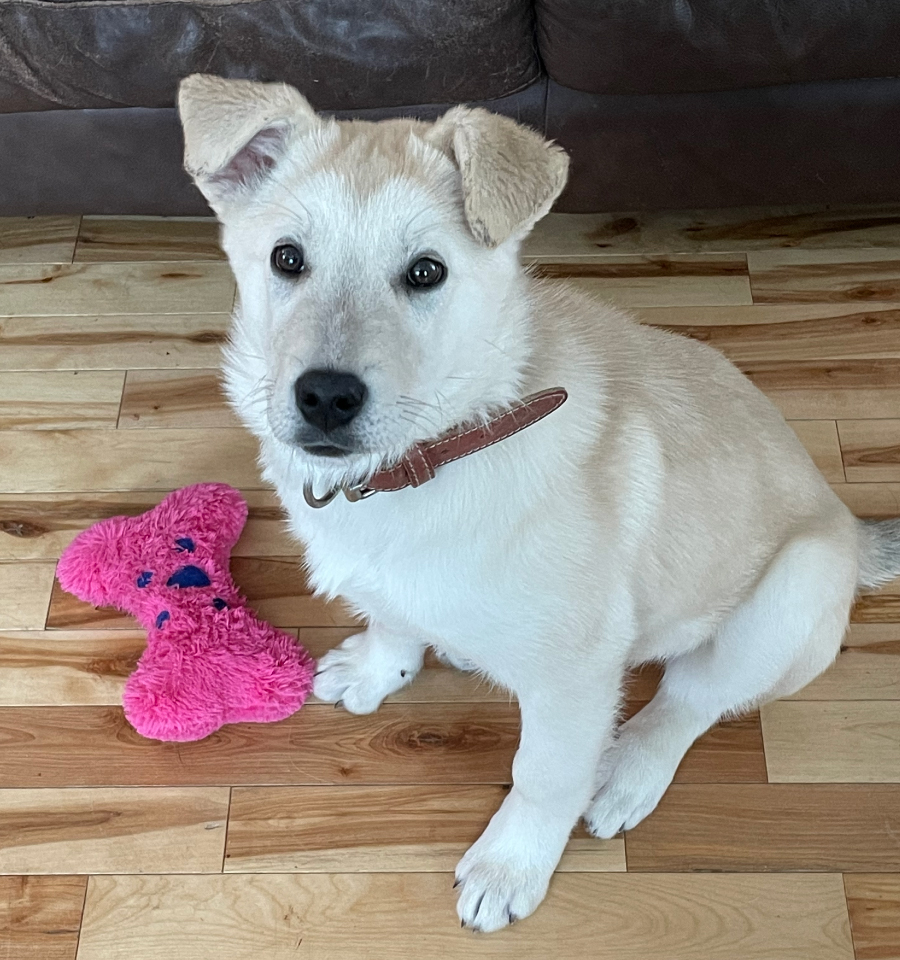 parlons chiens autrement