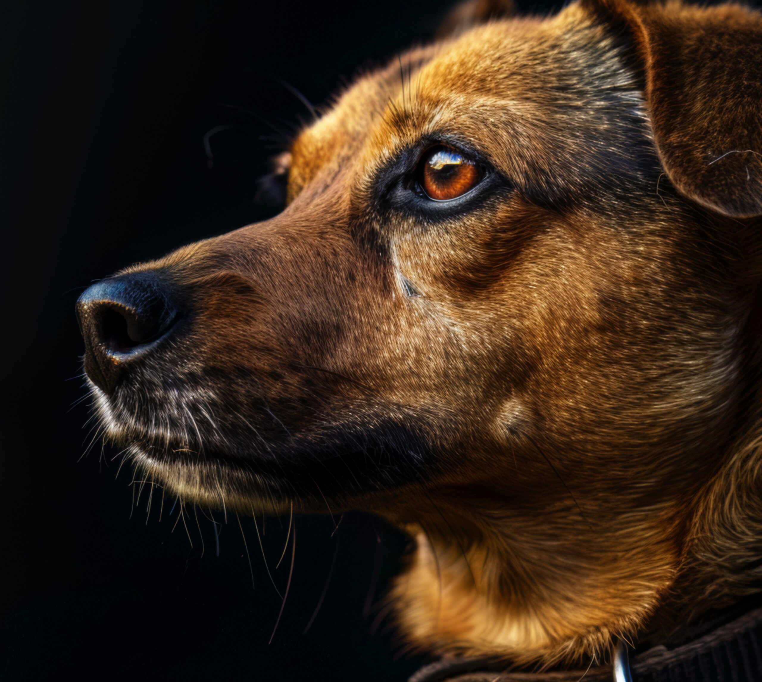 éducatrice canine Lanaudière