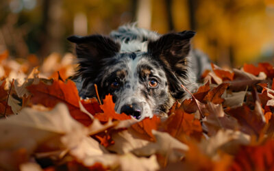 Solutions miracles en éducation canine : mythe ou réalité ?