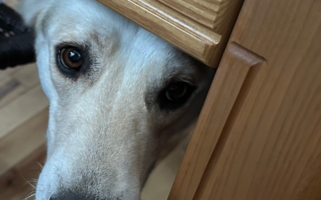 Chien anxieux cherchant un espace sécurisant sous une table, accompagné dans un travail de rééducation comportementale