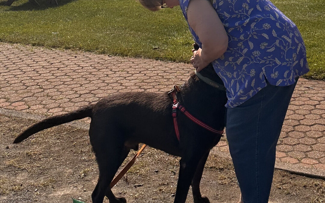 Quand le problème n’est ni le chien ni l’humain, mais le duo