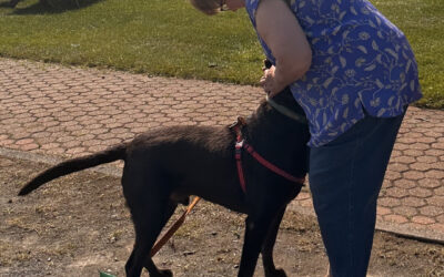 Quand le problème n&rsquo;est ni le chien ni l&rsquo;humain, mais le duo
