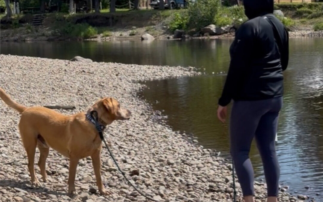 Il n’y a pas de recette magique en rééducation canine