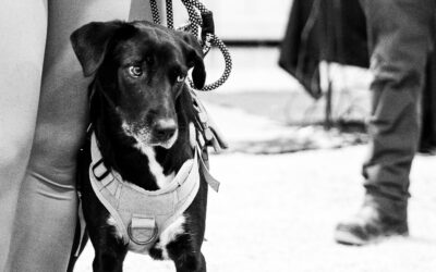 Désocialisation à l’adolescence