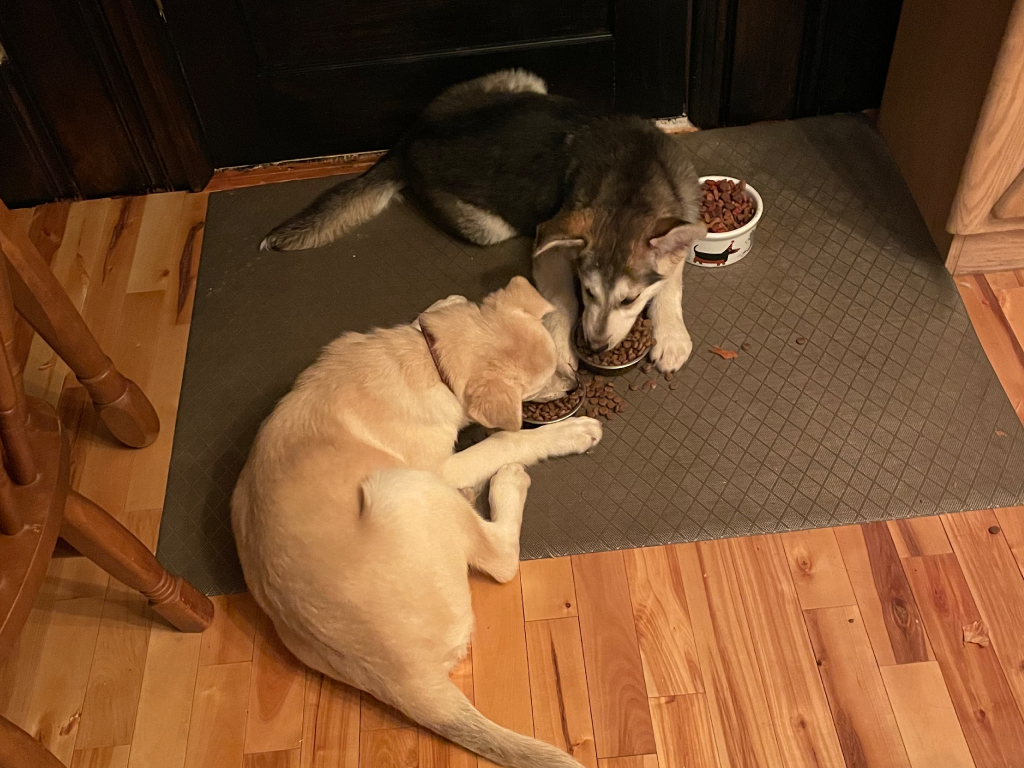 deux chiens adoptés refuge rythmes adaptation différents