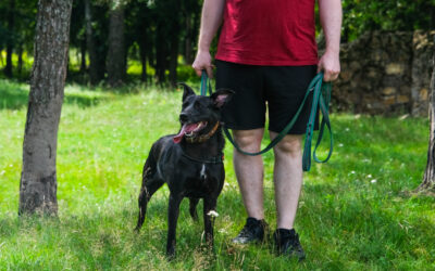 Chien qui protège son humain