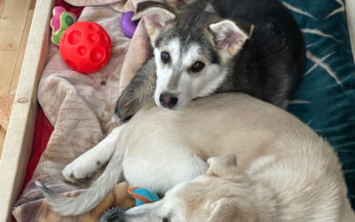 Chien adopté en refuge : adaptation et comportement à l’arrivée