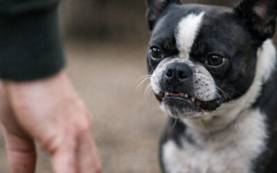 Chien intense ou réactif