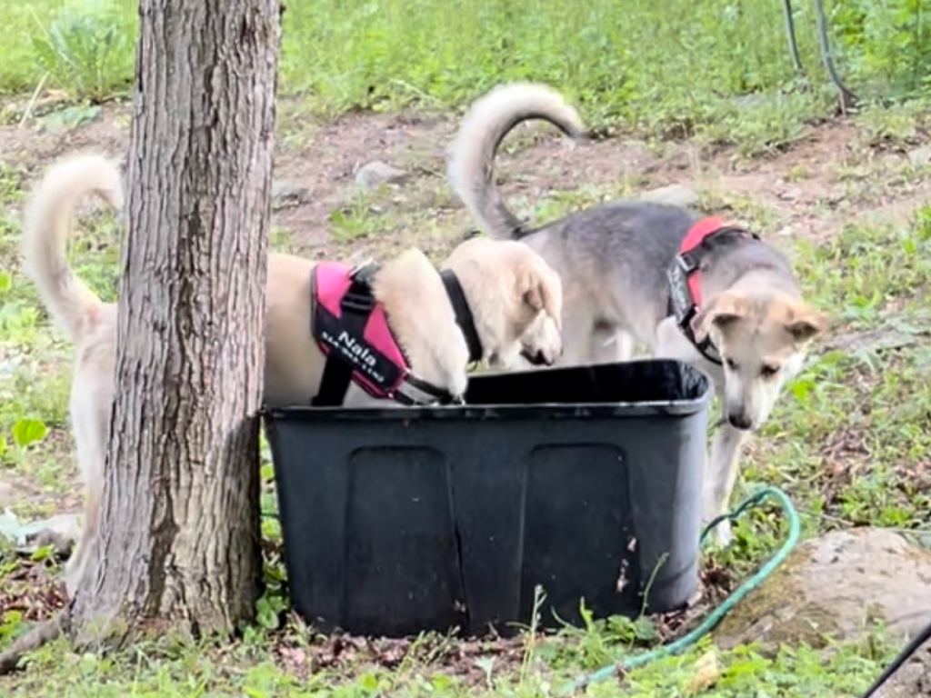 chien adopté refuge exploration nouvel environnement