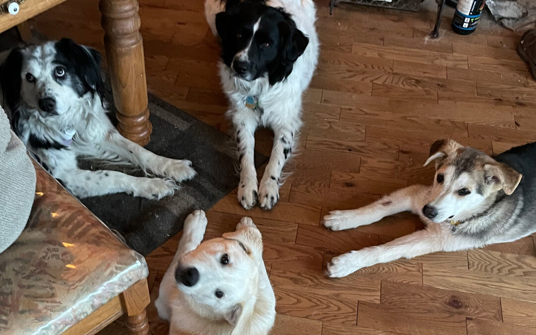 Comportement du chien selon l’âge du chiot au senior