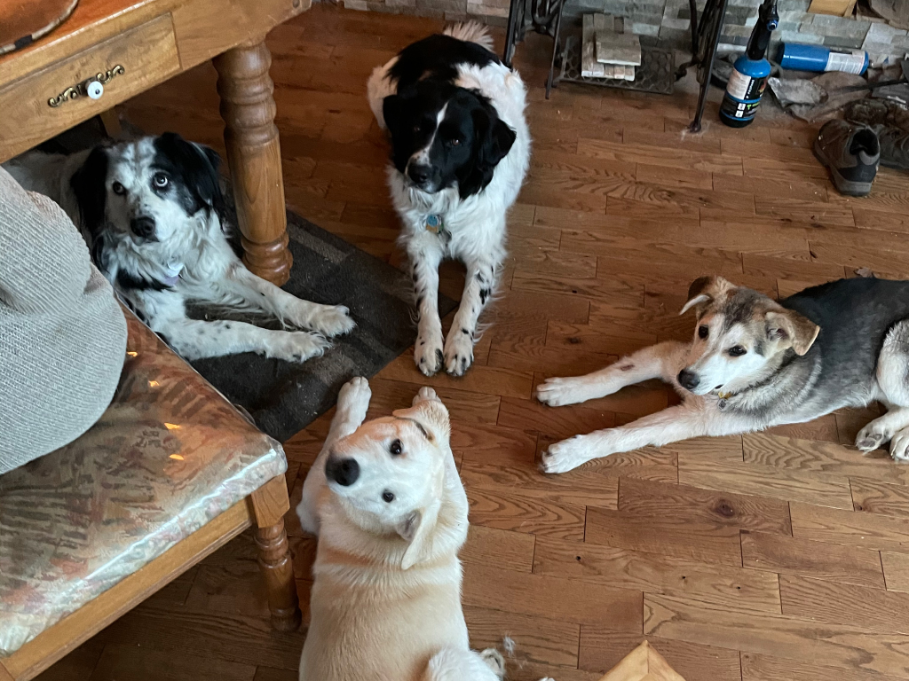 intégration chien adopté refuge dans la famille Lanaudière