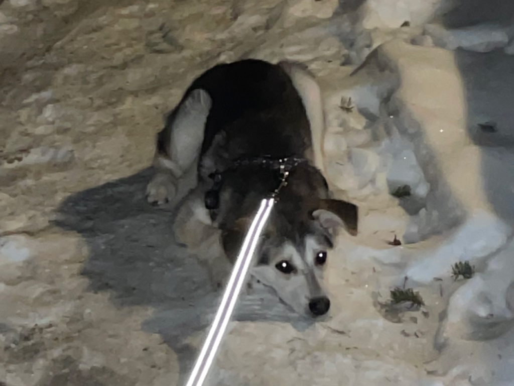 chien adopté refuge arrivée craintive