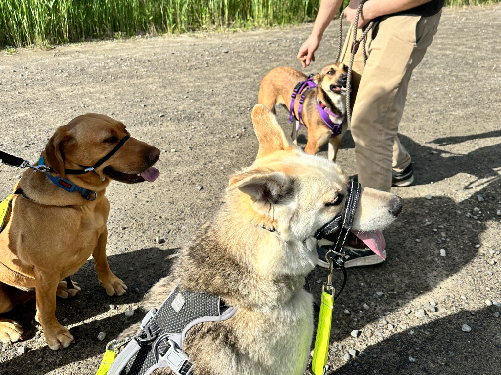 chien adopté refuge intégration groupe