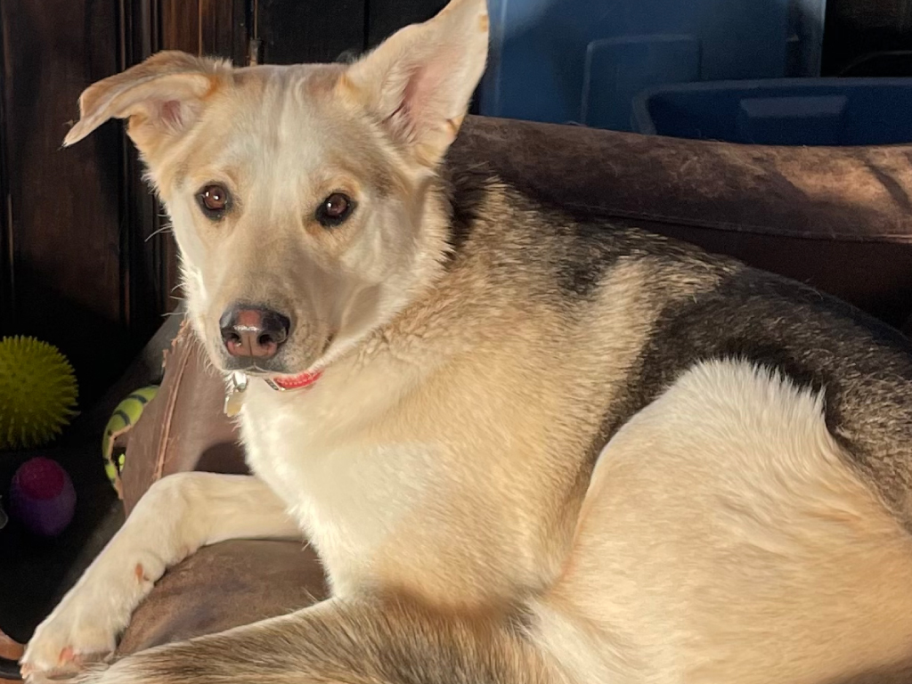 chien adopté refuge relâchement à la maison