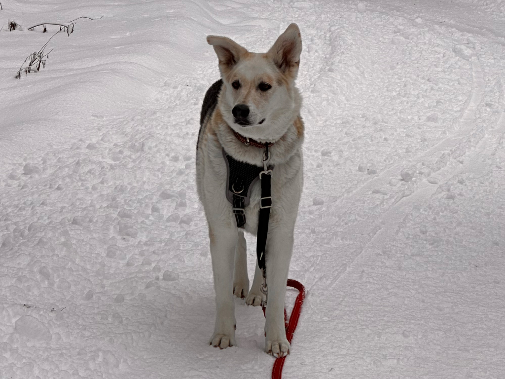chien adopté refuge exploration environnement