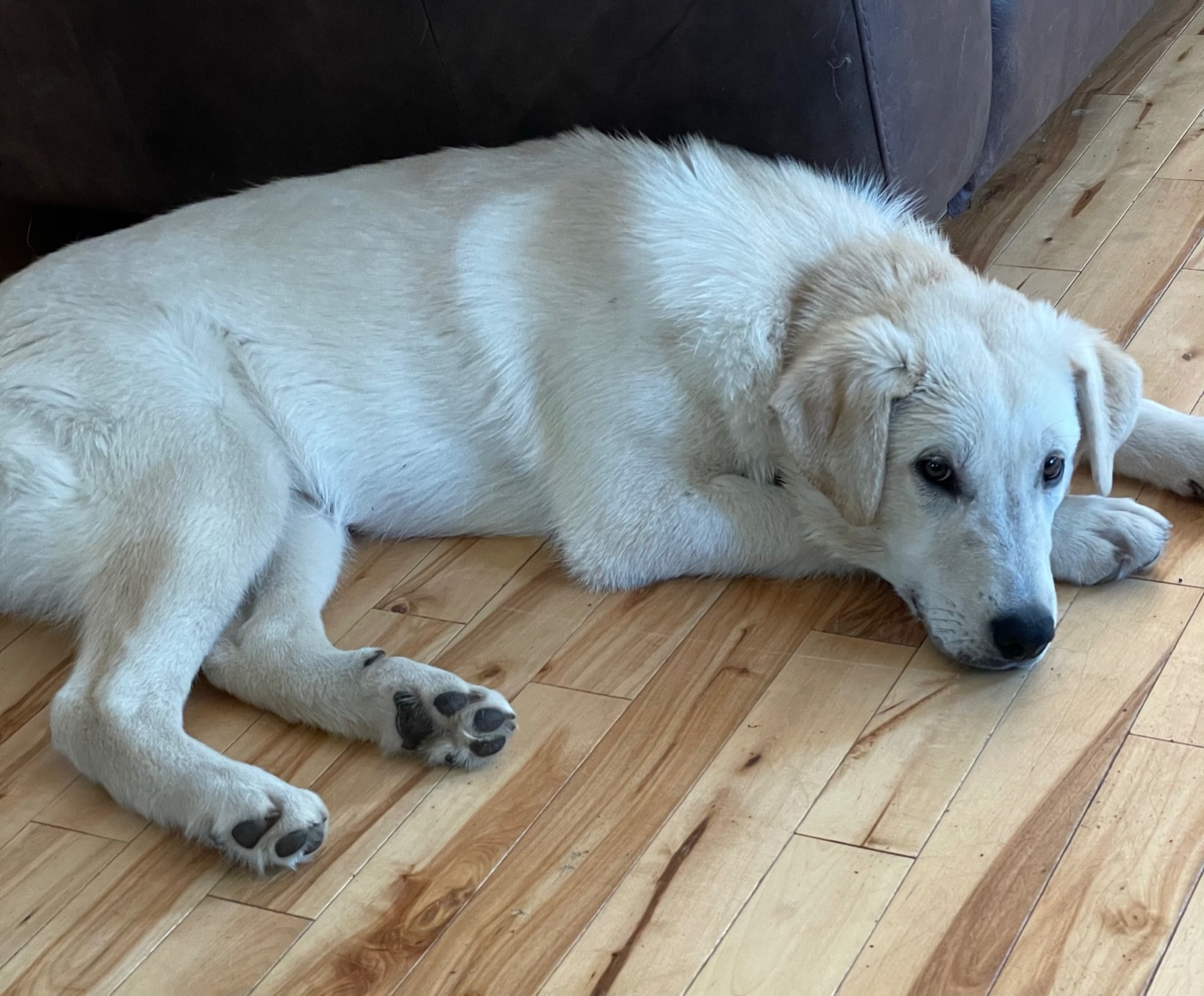 le chiot : construire les bases