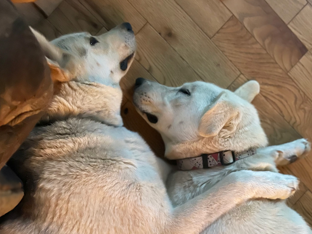 chien adopté refuge sérénité et attachement