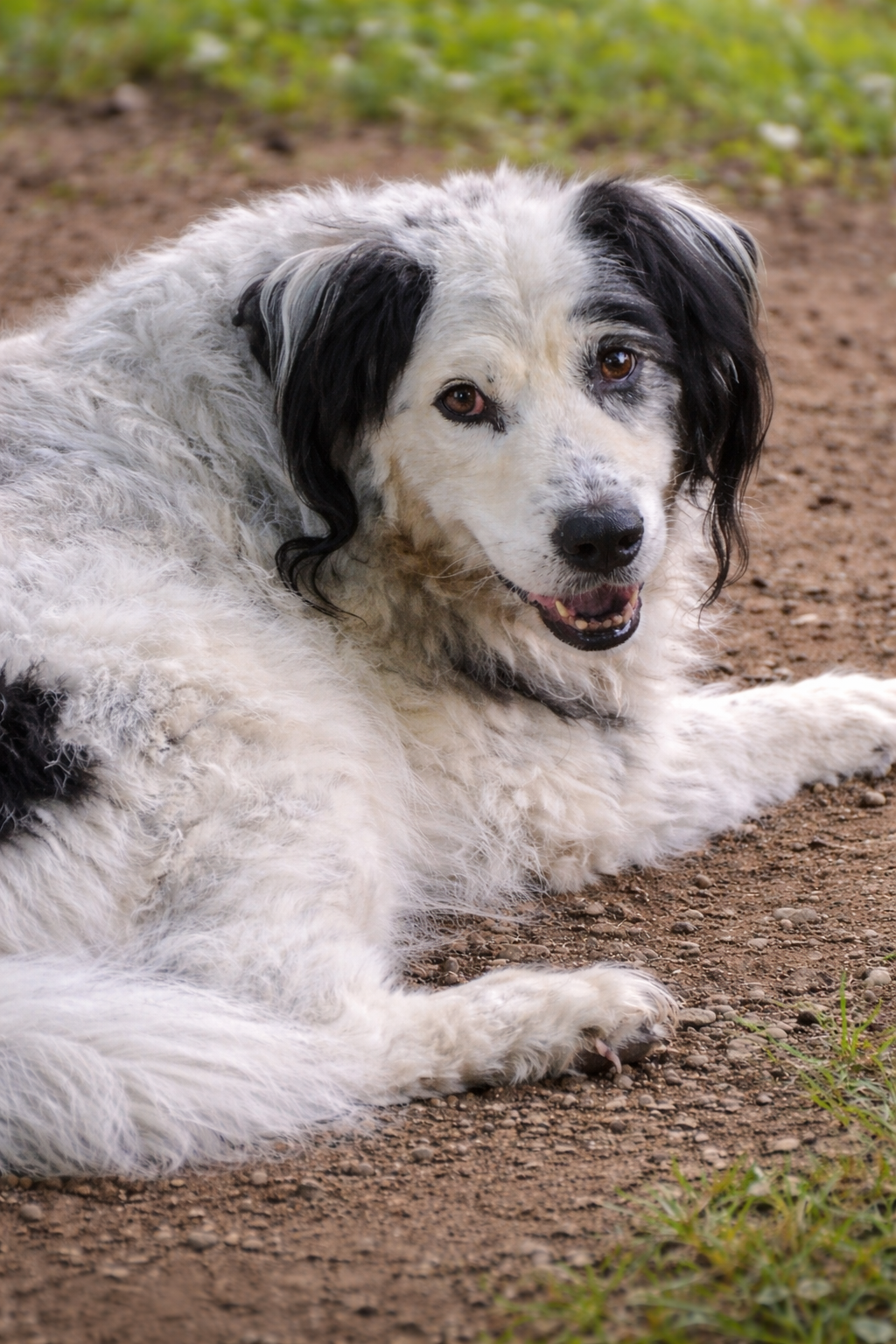 Le chien senior : adapter plutôt qu’exiger