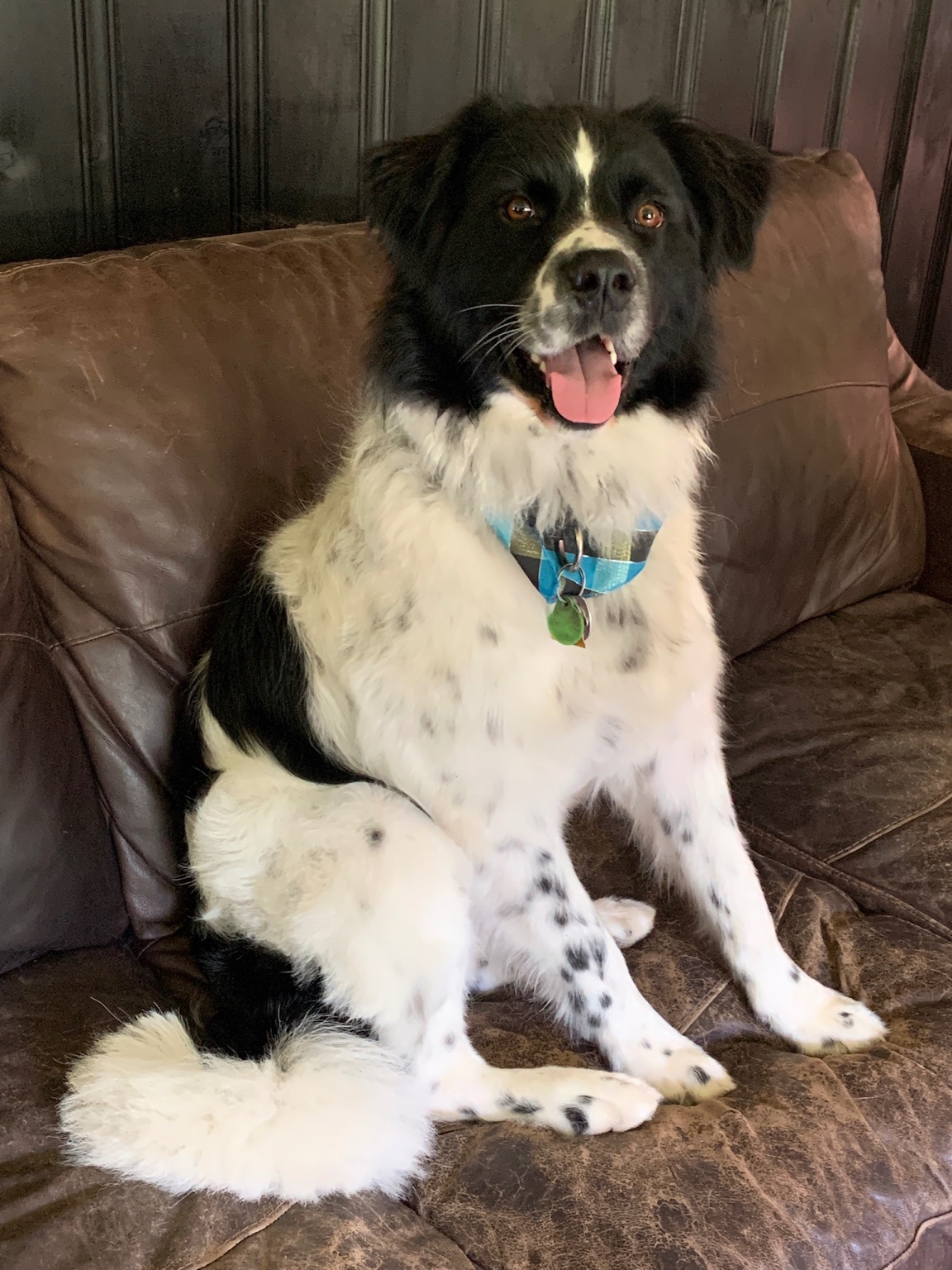 L’adolescence : solidifier le leadership